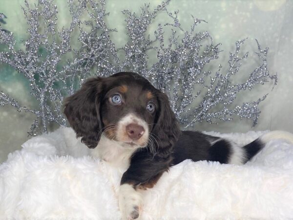 Dachshund DOG Male Chocolate White Tan 1783 Petland Lancaster, Ohio