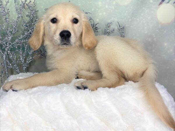 Golden Retriever DOG Female Light Golden 1781 Petland Lancaster, Ohio