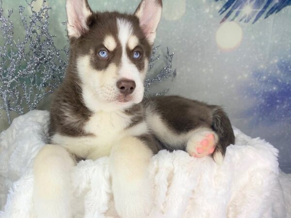 Siberian Husky-DOG-Male-Red/ White-1786-Petland Lancaster, Ohio