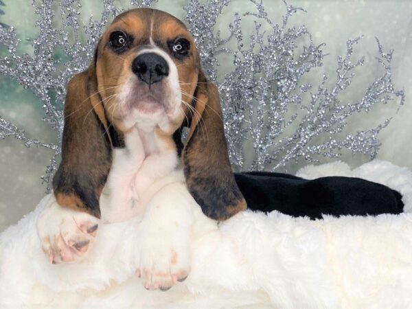 Basset Hound DOG Female Black Tan / White 1784 Petland Lancaster, Ohio