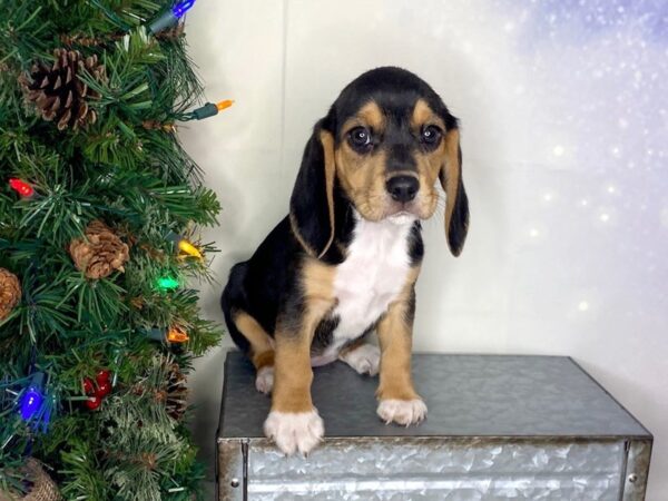 Beagle-DOG-Female-Black Tan / White-1731-Petland Lancaster
