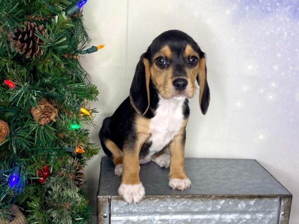 Beagle-DOG-Female-Black Tan / White-1731-Petland Lancaster, Ohio