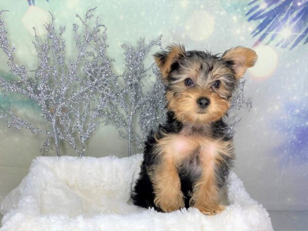 Yorkshire Terrier DOG Male black & tan 1759 Petland Lancaster, Ohio