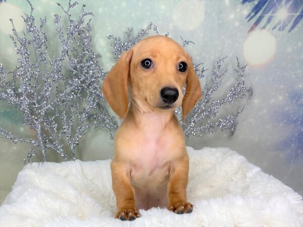Dachshund-DOG-Male-Red-1773-Petland Lancaster, Ohio