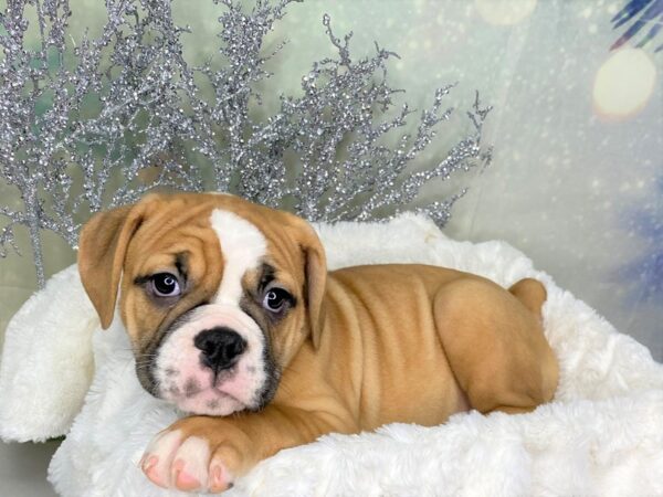 Olde Bulldog DOG Female Fawn/ White 1788 Petland Lancaster, Ohio