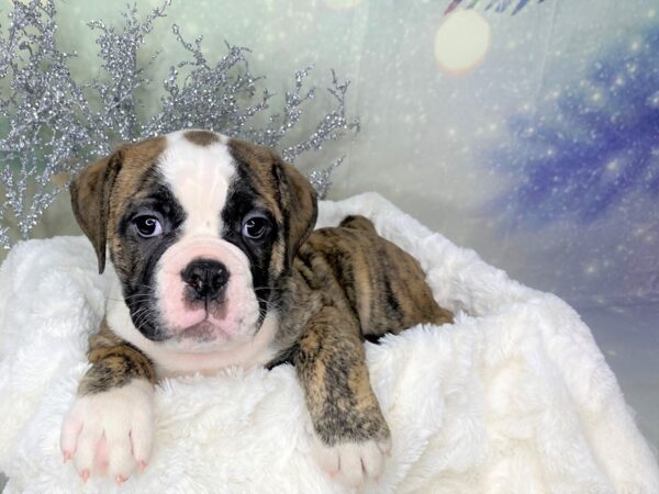 Olde Bulldog-DOG-Male-Brindle/ White-1787-Petland Lancaster, Ohio