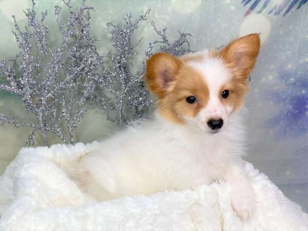 Papillon DOG Male Sable / White 1761 Petland Lancaster, Ohio