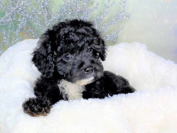 Poodle DOG Male Black 1772 Petland Lancaster, Ohio