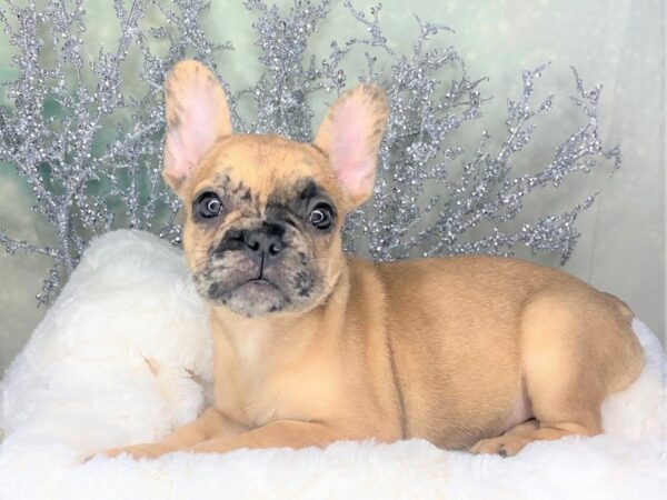 French Bulldog DOG Female chlt merle 1790 Petland Lancaster, Ohio