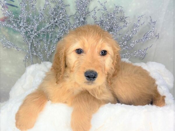 Goldendoodle DOG Male Golden 1782 Petland Lancaster, Ohio