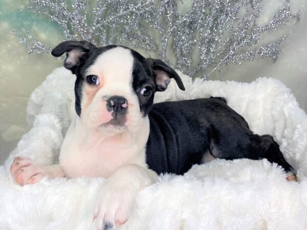 Boston Terrier-DOG-Female-Black / White-1777-Petland Lancaster, Ohio