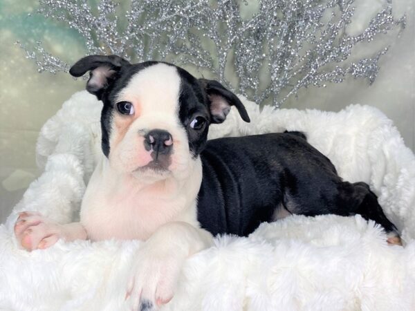 Boston Terrier DOG Female Black / White 1777 Petland Lancaster, Ohio