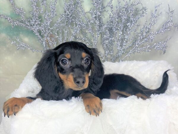 Dachshund-DOG-Male-Black / Tan-1780-Petland Lancaster