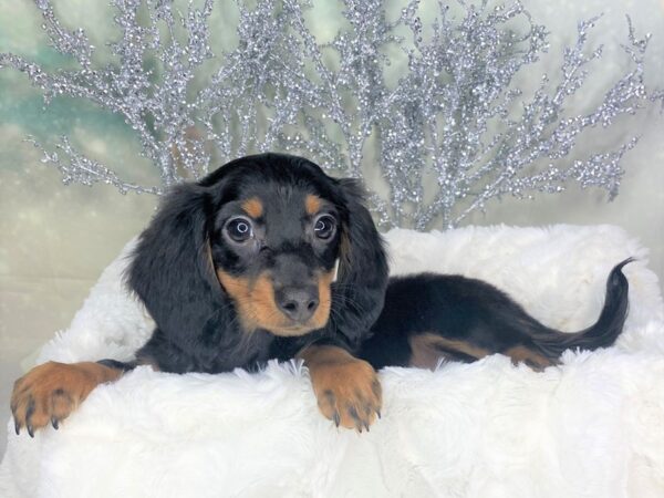 Dachshund DOG Male Black / Tan 1780 Petland Lancaster, Ohio