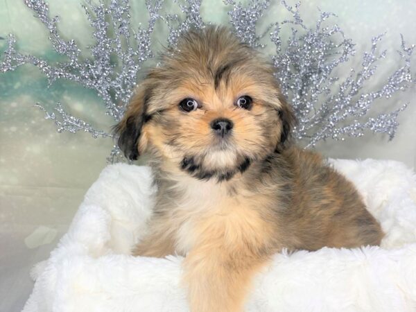 Lhasa Apso-DOG-Female-Golden-1776-Petland Lancaster, Ohio