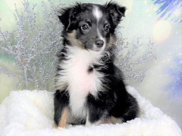 Miniature Australian Shepherd DOG Female Black 1768 Petland Lancaster, Ohio