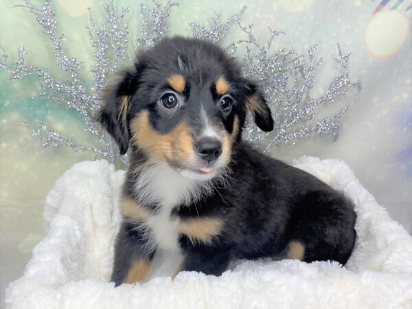 Miniature Australian Shepherd DOG Female Black 1765 Petland Lancaster, Ohio