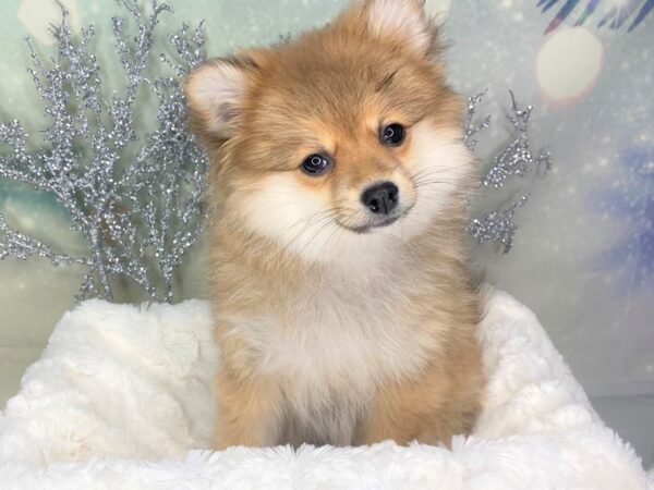 Pomeranian DOG Female Orange Sable 1766 Petland Lancaster, Ohio