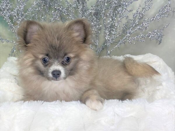 Pomeranian DOG Male Cream Sable 1764 Petland Lancaster, Ohio