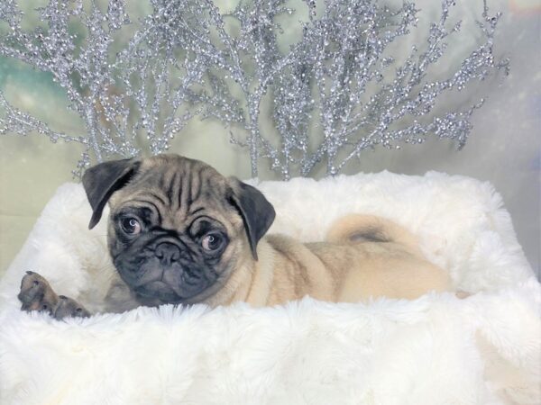 Pug DOG Male Fawn 1779 Petland Lancaster, Ohio