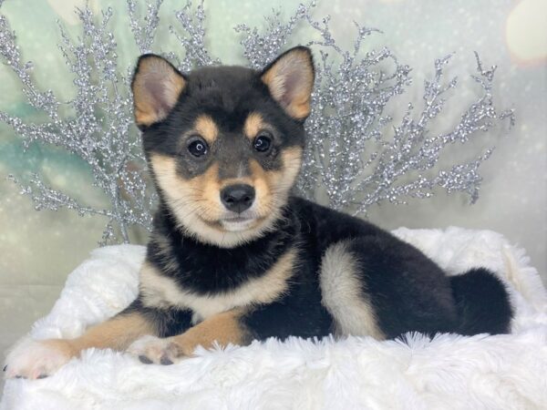 Shiba Inu DOG Female Black / Tan 1775 Petland Lancaster, Ohio