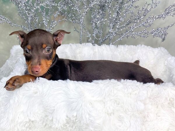 Miniature Pinscher DOG Male Red / Rust 1792 Petland Lancaster, Ohio