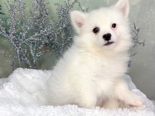 American Eskimo Dog-DOG-Male-White-1793-Petland Lancaster, Ohio