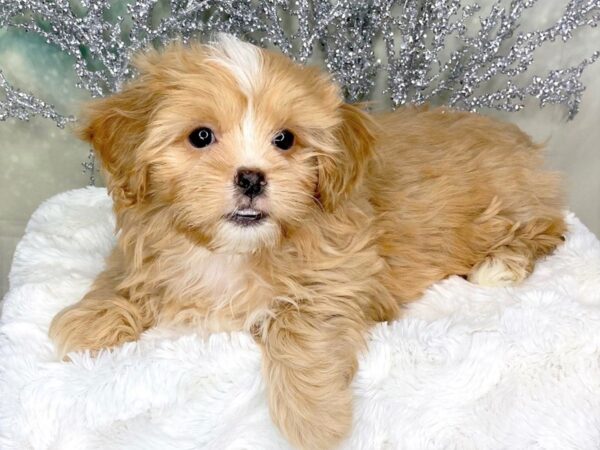 Peek-A-Poo DOG Female red nd white 1794 Petland Lancaster, Ohio