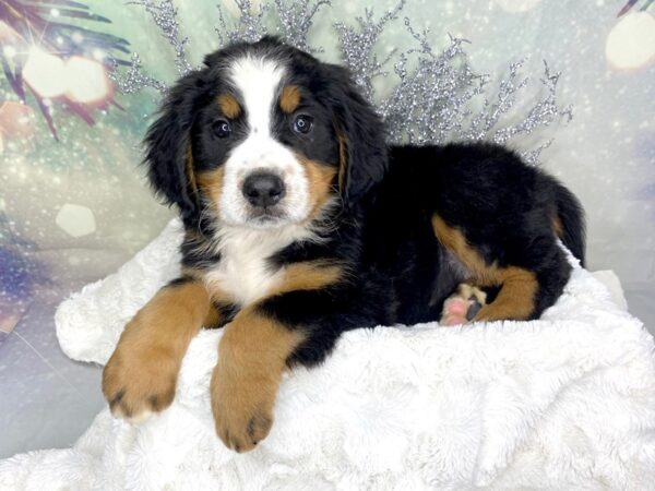 Bernese Mountain Dog DOG Male Tri 1796 Petland Lancaster, Ohio