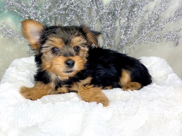 Yorkshire Terrier-DOG-Female-blk nd tan-1795-Petland Lancaster