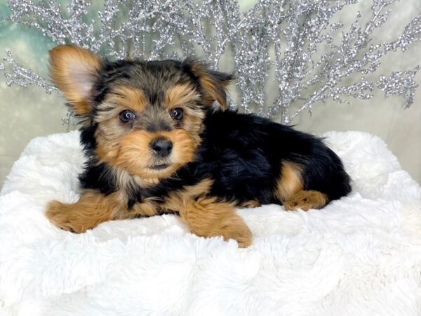 Yorkshire Terrier DOG Female blk nd tan 1795 Petland Lancaster, Ohio