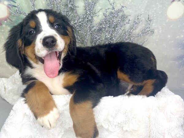 Bernese Mountain Dog-DOG-Female-Tri-1797-Petland Lancaster