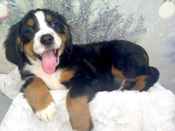 Bernese Mountain Dog DOG Female Tri 1797 Petland Lancaster, Ohio