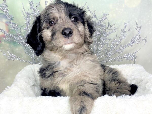 Mini Goldendoodle DOG Male Blue Merle 1798 Petland Lancaster, Ohio