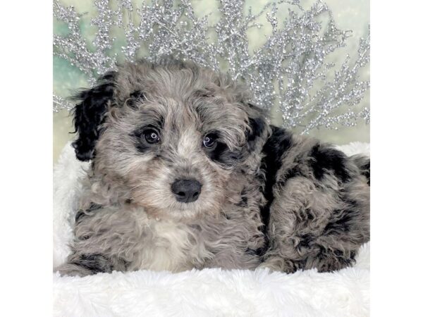 Mini Sheepadoodle DOG Male Blue Merle / White 1799 Petland Lancaster, Ohio