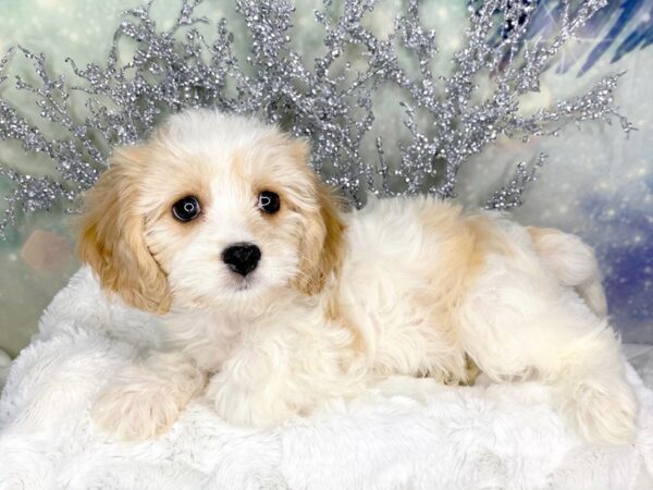 Cavachon-DOG-Female-Blenheim-1804-Petland Lancaster, Ohio