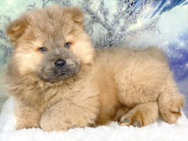 Chow Chow-DOG-Male-Blue Fawn-1801-Petland Lancaster, Ohio