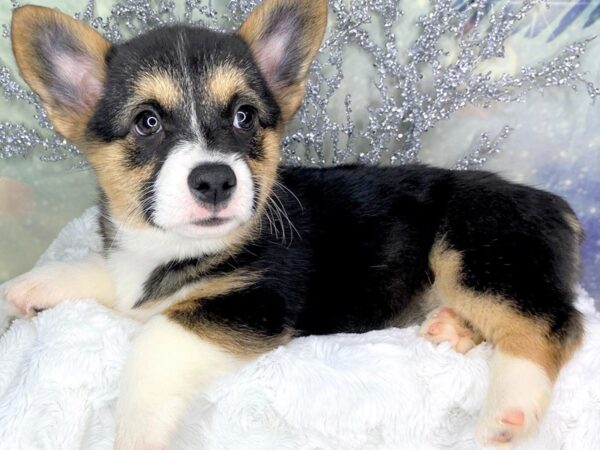 Pembroke Welsh Corgi-DOG-Female--1807-Petland Lancaster, Ohio