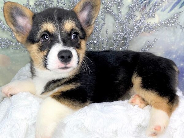 Pembroke Welsh Corgi DOG Female 1807 Petland Lancaster, Ohio