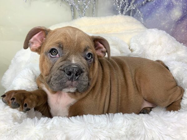 Free Lance Bulldog DOG Female Red 1802 Petland Lancaster, Ohio