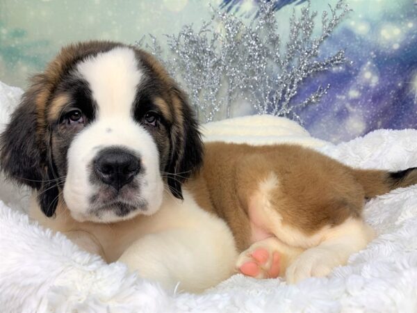 Saint Bernard DOG Male Rust / White 1803 Petland Lancaster, Ohio