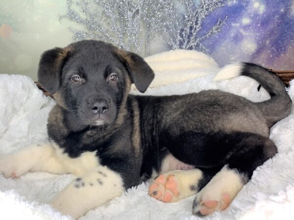 Akita-DOG-Male--1805-Petland Lancaster, Ohio