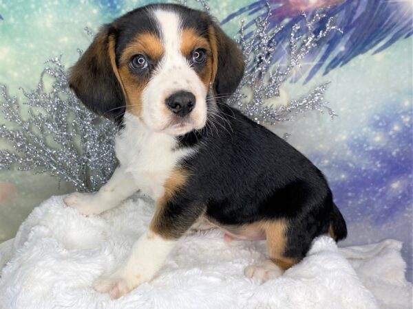 Australian Sheagle DOG Male Tri-Colored 1809 Petland Lancaster
