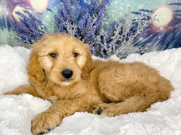 Goldendoodle DOG Male Golden 1818 Petland Lancaster, Ohio