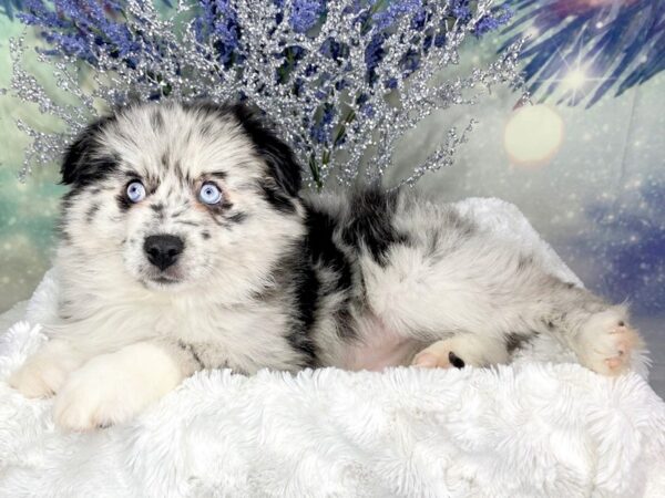 Pomsky 2nd Gen DOG Male Blue Merle 1816 Petland Lancaster, Ohio