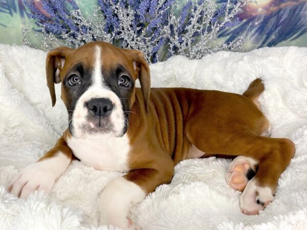 Boxer DOG Female Fawn 1815 Petland Lancaster, Ohio