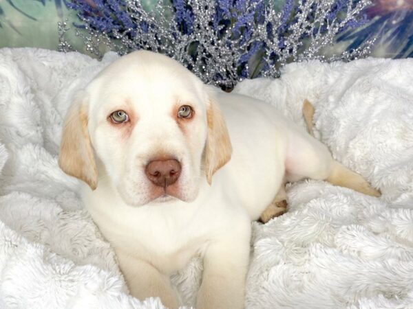 Labrador Retriever DOG Male White 1814 Petland Lancaster, Ohio