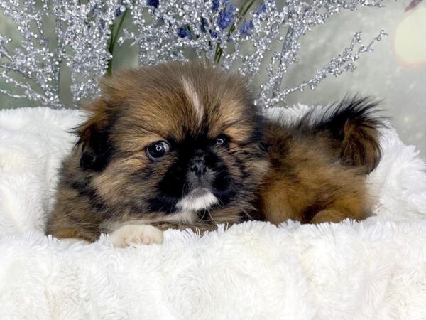 Pekingese DOG Male brwn, blk, wht 1813 Petland Lancaster, Ohio