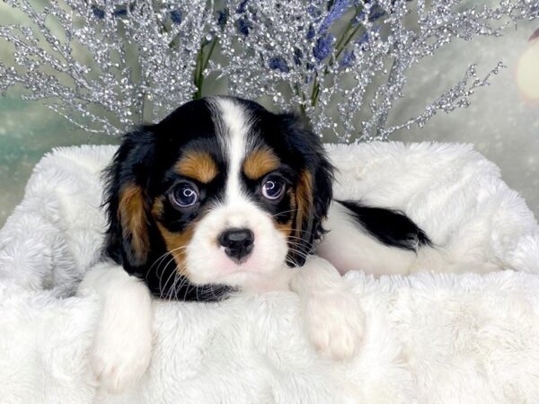 Cavalier King Charles Spaniel DOG Male blk, red, wht 1812 Petland Lancaster, Ohio