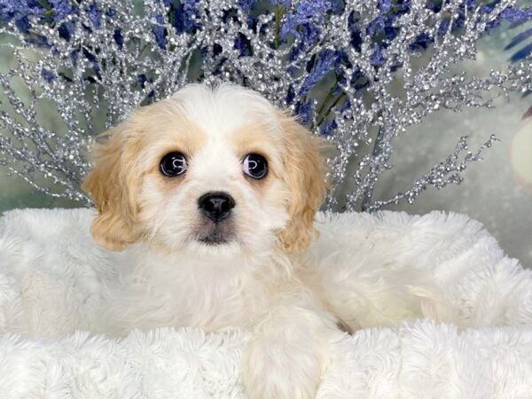 Cavachon DOG Female Cream & White 1811 Petland Lancaster, Ohio